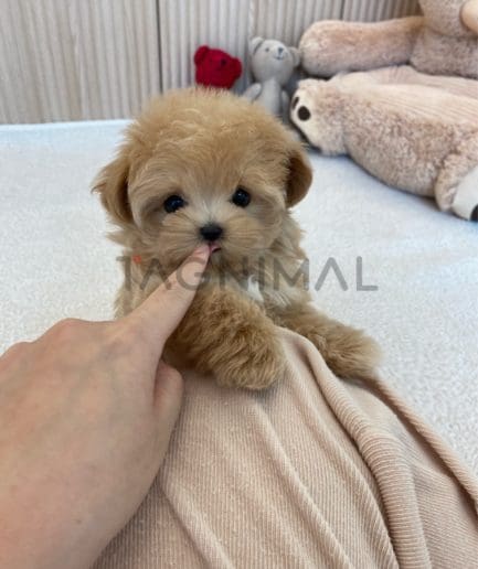 Maltipoo puppy for sale, dog for sale at Tagnimal