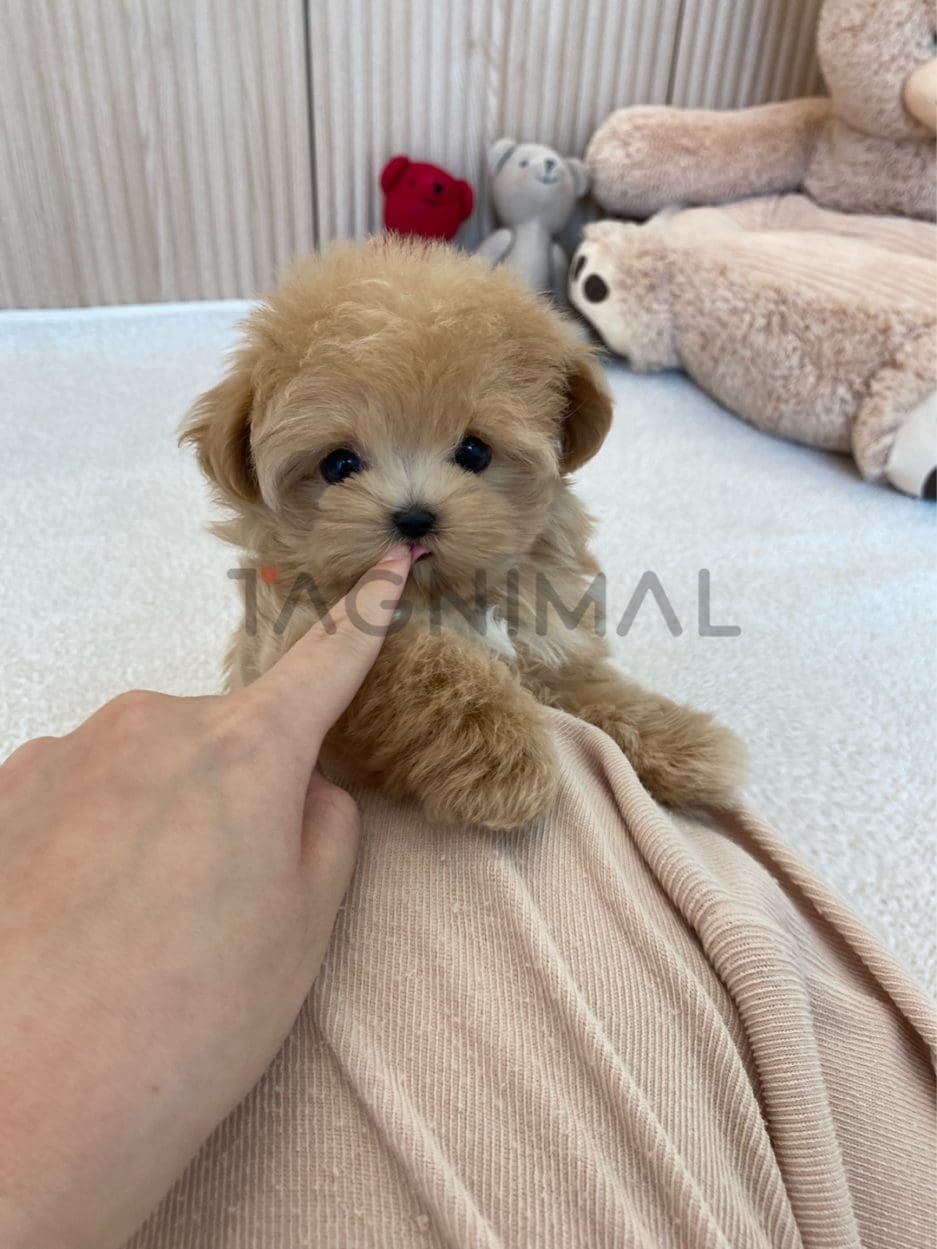 Maltipoo puppy for sale, dog for sale at Tagnimal