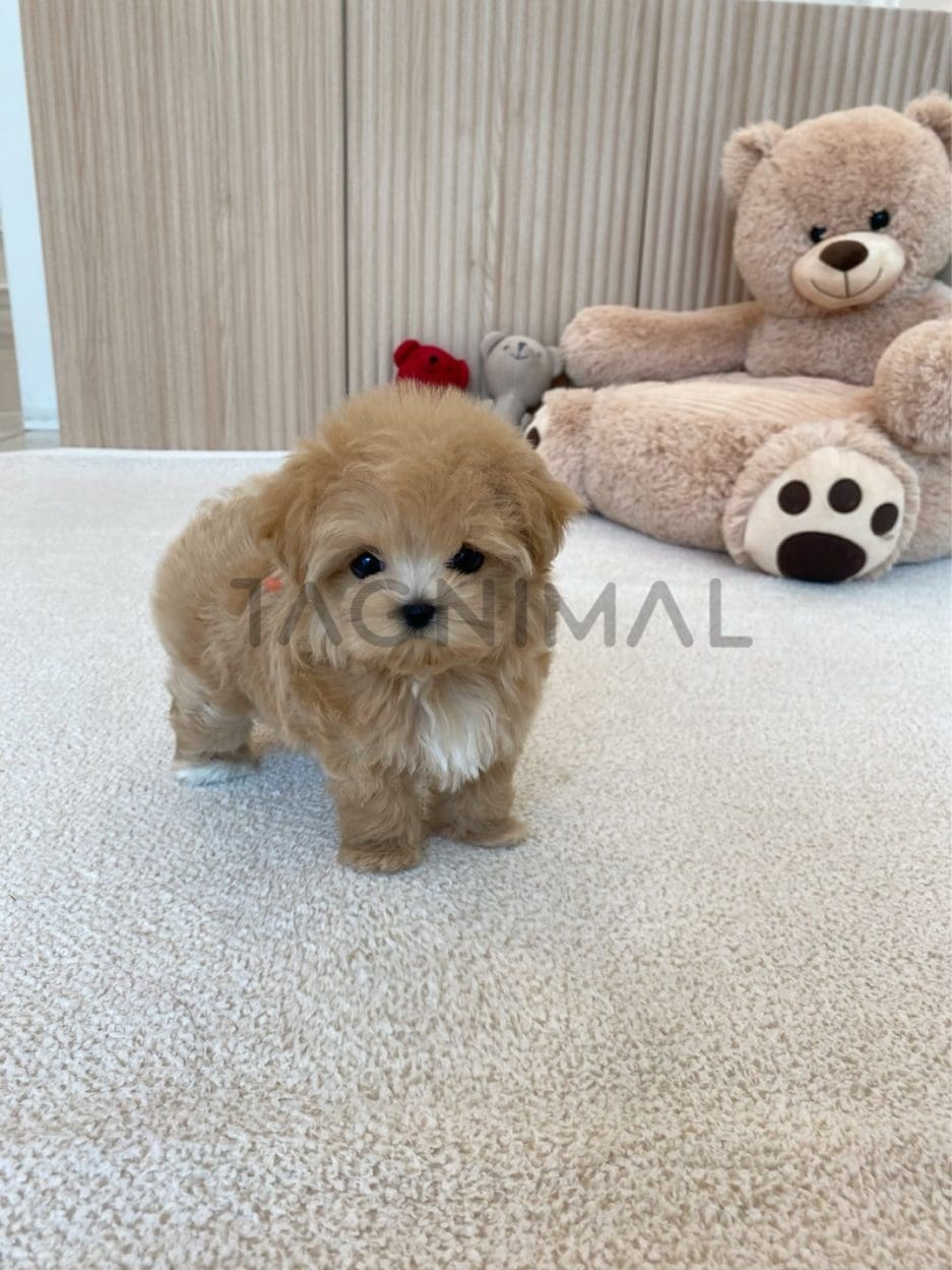 Maltipoo puppy for sale, dog for sale at Tagnimal