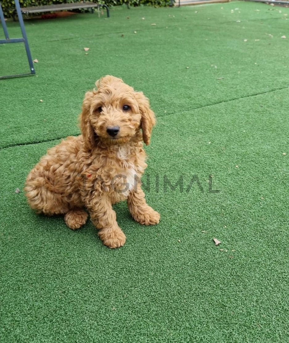 Cockapoo puppy for sale, dog for sale at Tagnimal