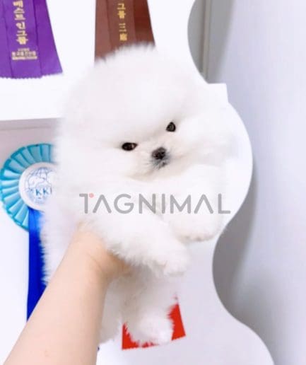 Pomeranian puppy for sale, dog for sale at Tagnimal