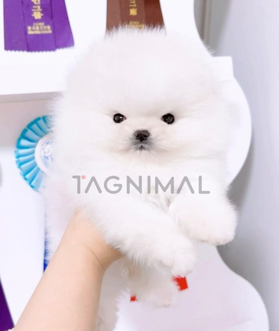 Pomeranian puppy for sale, dog for sale at Tagnimal