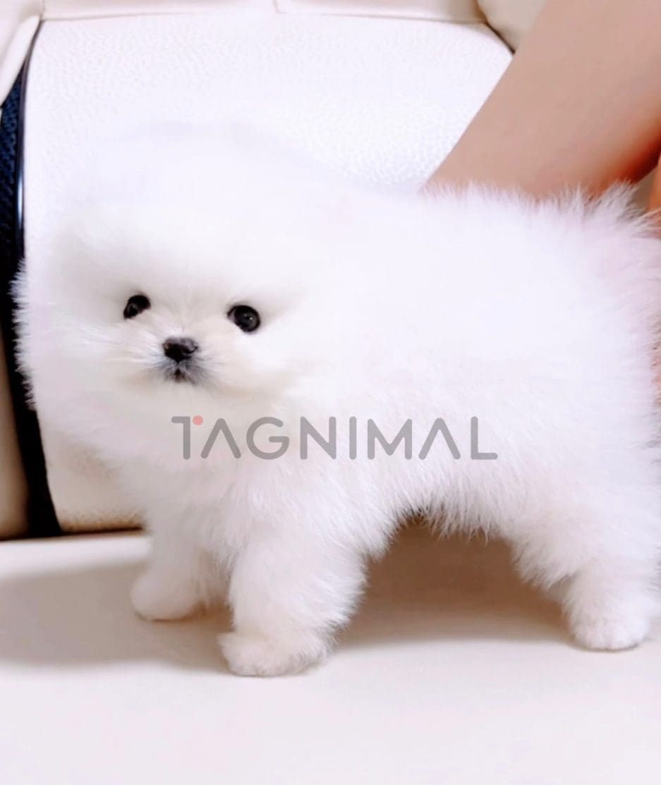 Pomeranian puppy for sale, dog for sale at Tagnimal