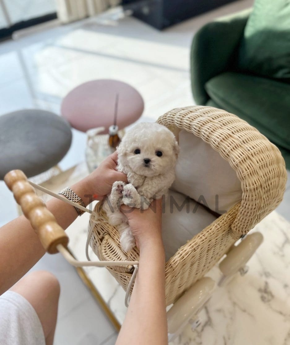 Bichon puppy for sale, dog for sale at Tagnimal