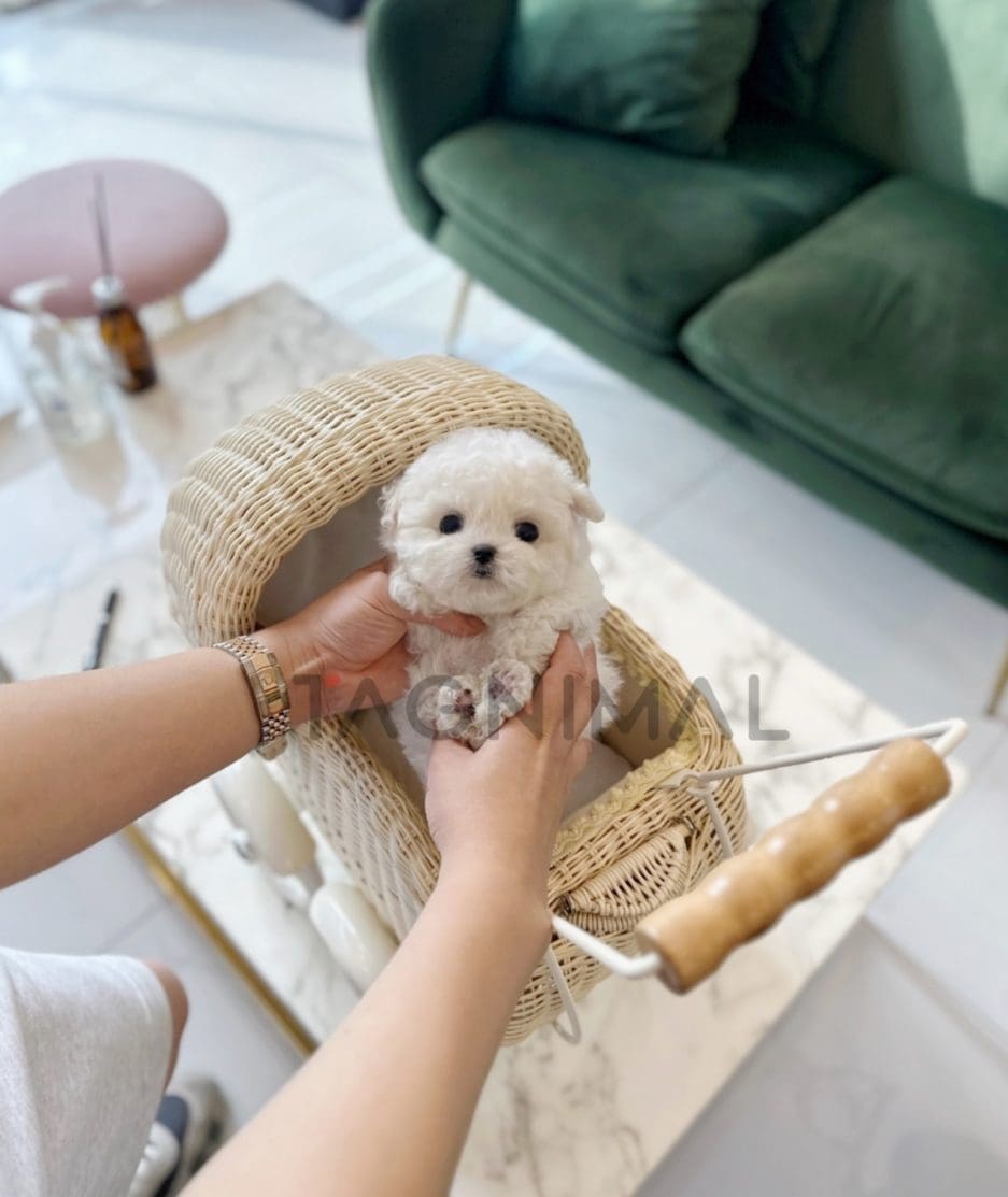 Bichon puppy for sale, dog for sale at Tagnimal