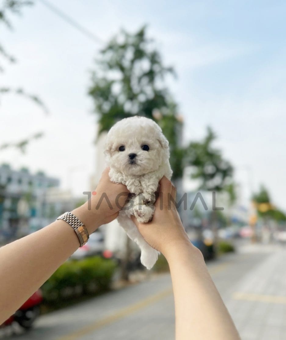 Bichon puppy for sale, dog for sale at Tagnimal