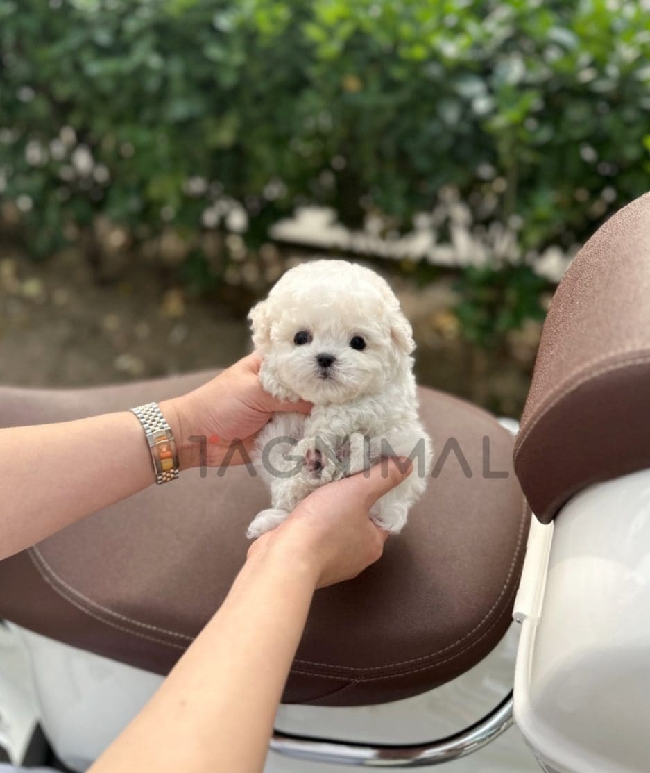 Bichon puppy for sale, dog for sale at Tagnimal