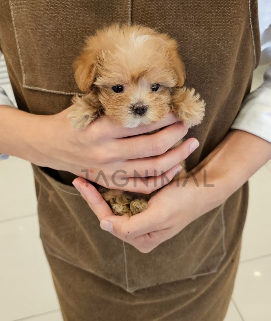 Maltipoo puppy for sale, dog for sale at Tagnimal