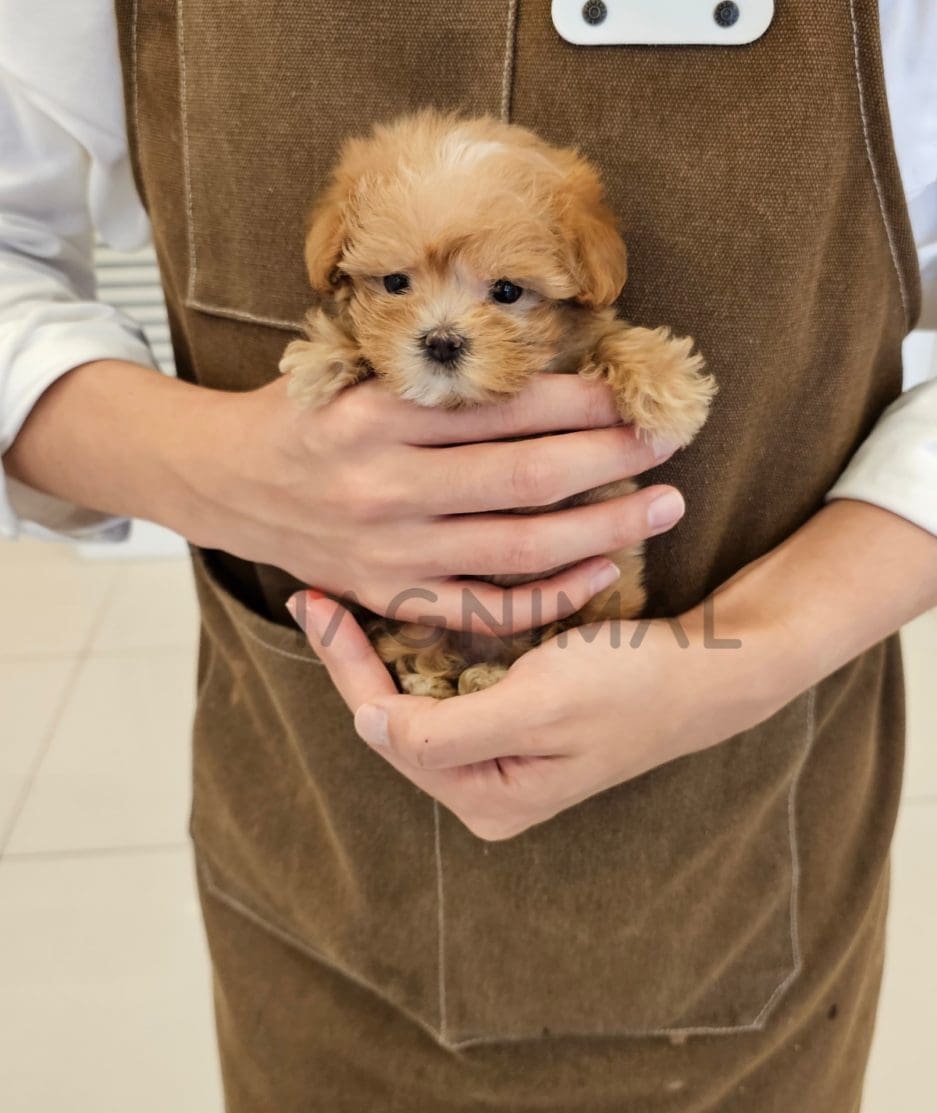 Maltipoo puppy for sale, dog for sale at Tagnimal