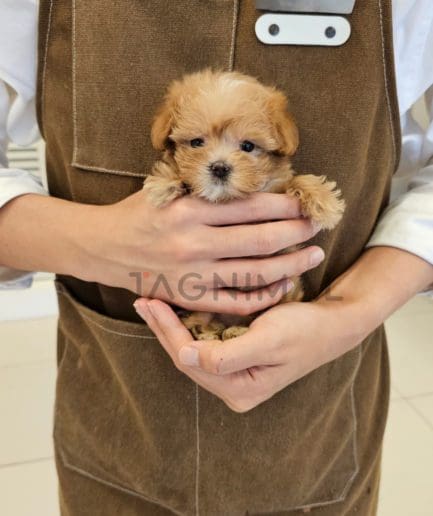 Maltipoo puppy for sale, dog for sale at Tagnimal