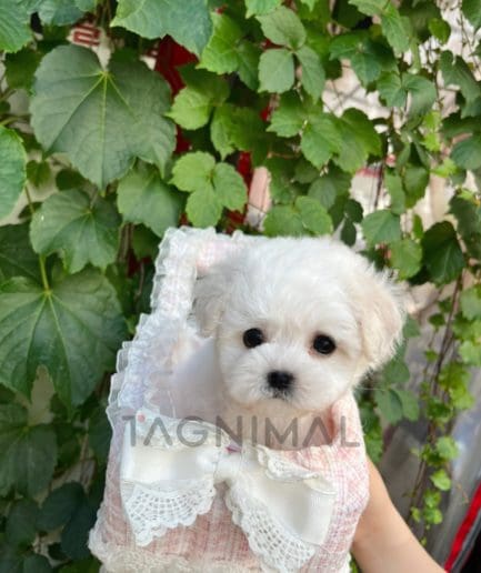 Bichon puppy for sale, dog for sale at Tagnimal