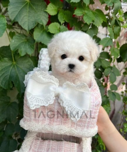 Bichon puppy for sale, dog for sale at Tagnimal