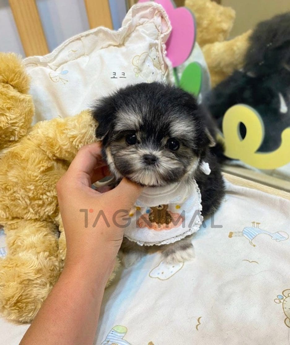 Maltipoo puppy for sale, dog for sale at Tagnimal