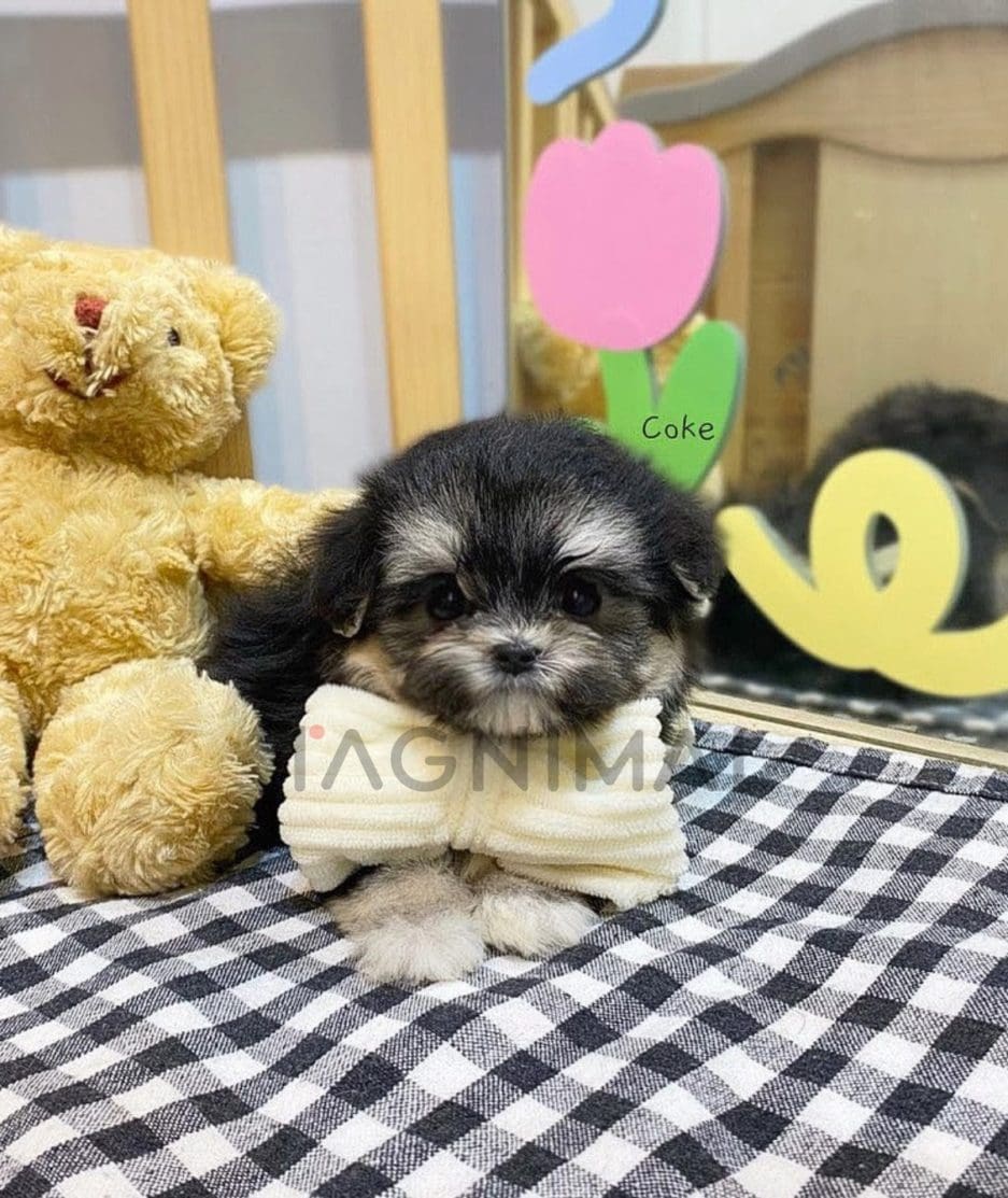 Maltipoo puppy for sale, dog for sale at Tagnimal