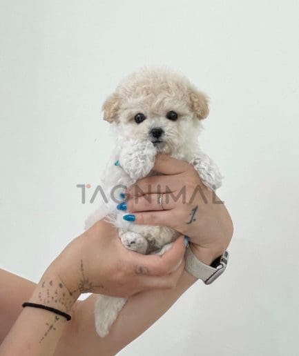 Bichon puppy for sale, dog for sale at Tagnimal