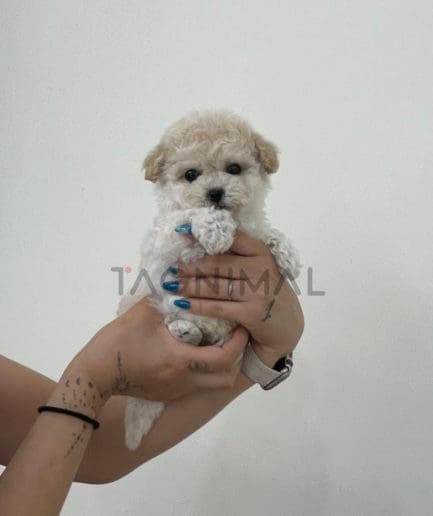 Bichon puppy for sale, dog for sale at Tagnimal