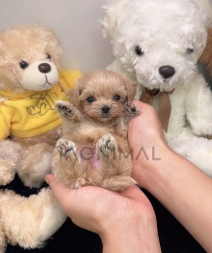 Maltipoo puppy for sale, dog for sale at Tagnimal