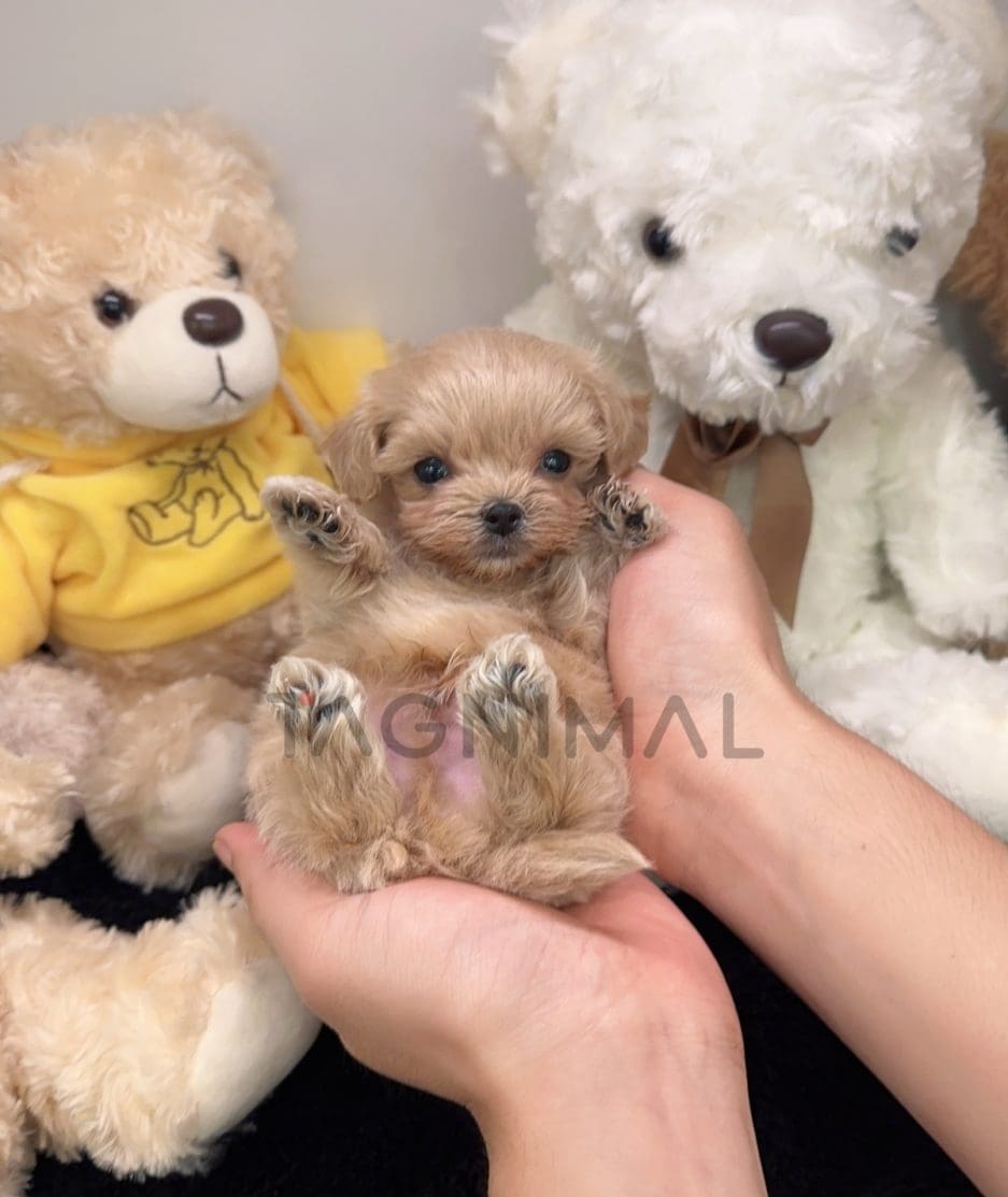 Maltipoo puppy for sale, dog for sale at Tagnimal