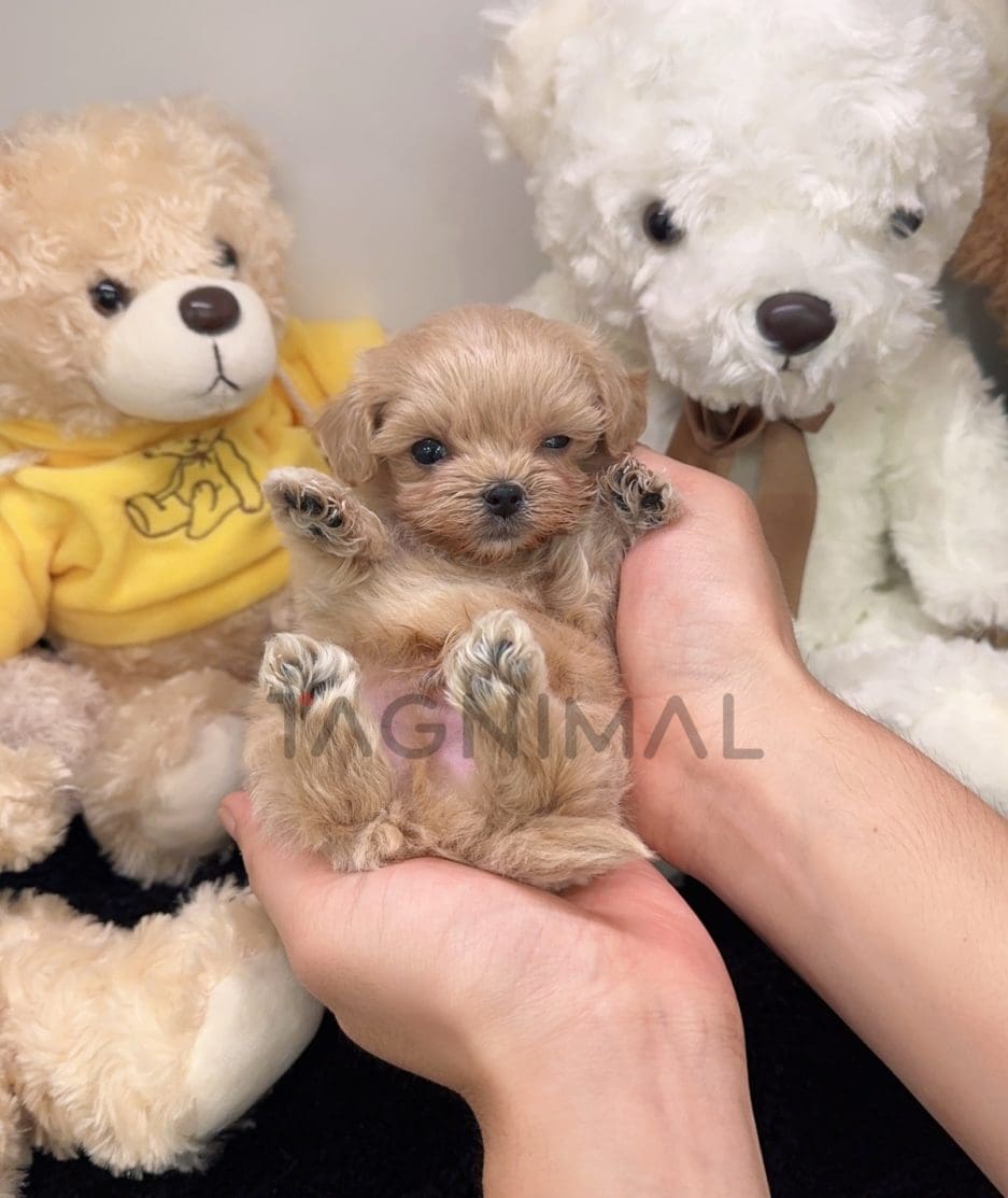 Maltipoo puppy for sale, dog for sale at Tagnimal