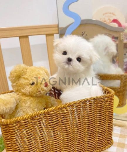 Maltese puppy for sale, dog for sale at Tagnimal