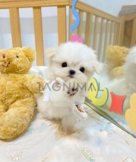 Maltese puppy for sale, dog for sale at Tagnimal