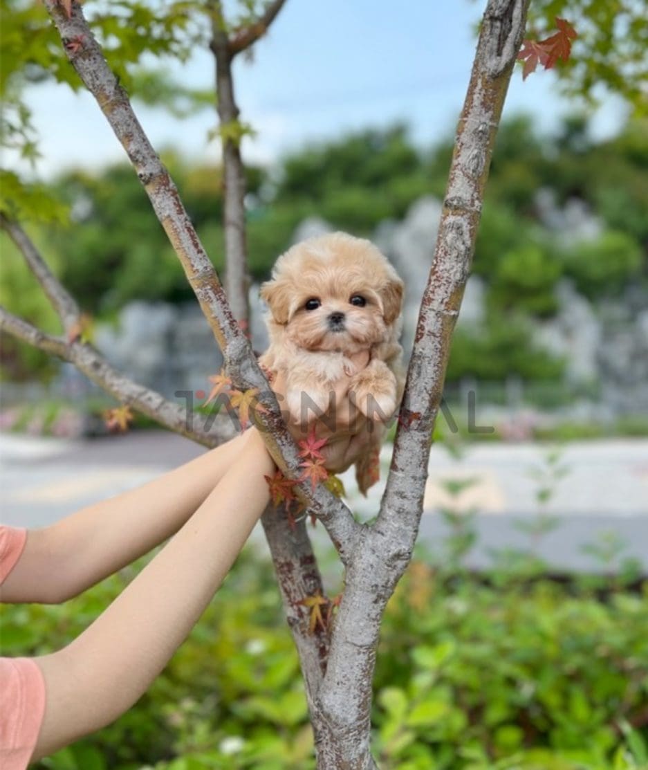 Maltipoo puppy for sale, dog for sale at Tagnimal