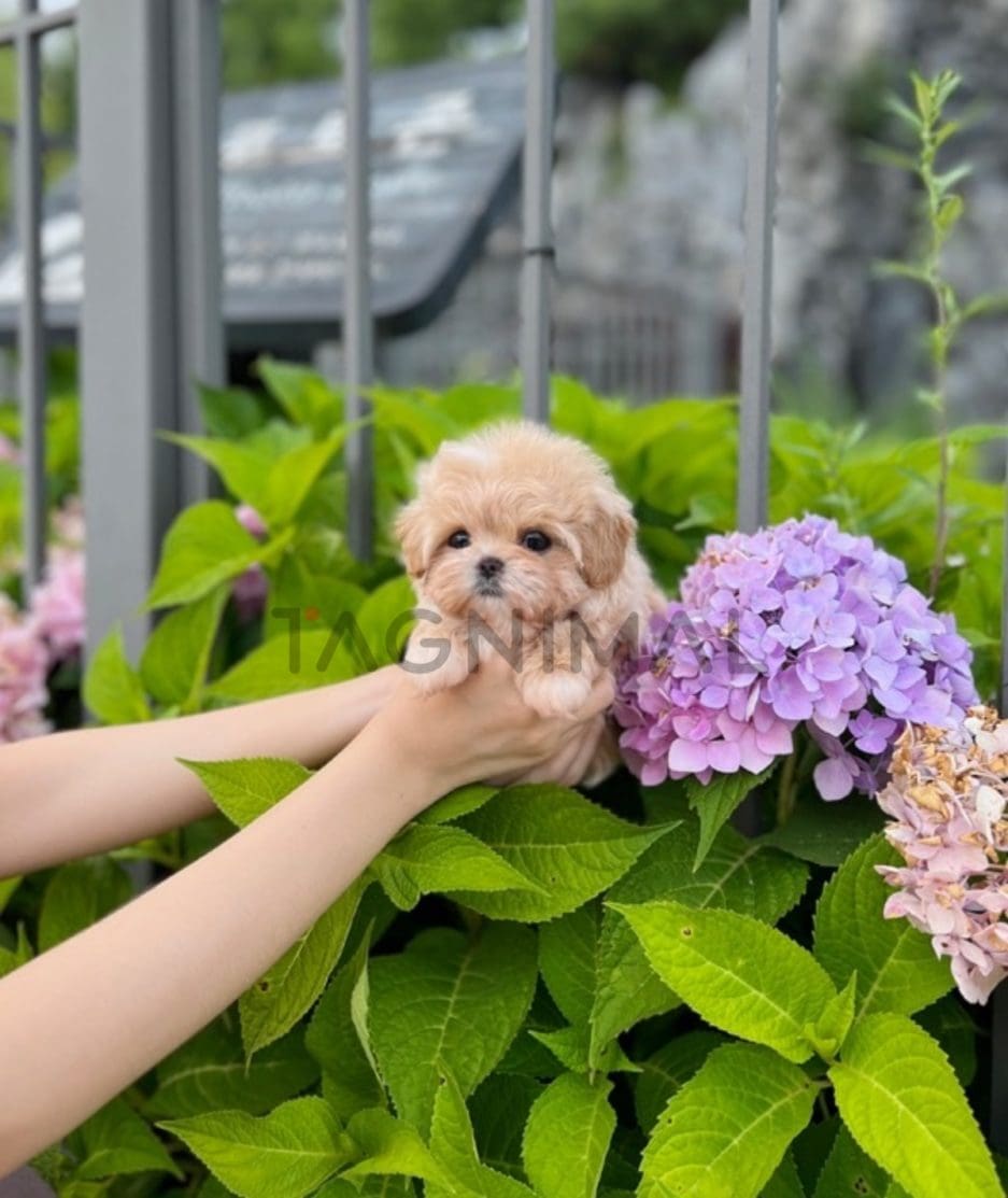 Maltipoo puppy for sale, dog for sale at Tagnimal