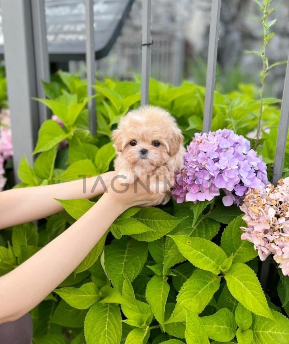 Maltipoo puppy for sale, dog for sale at Tagnimal