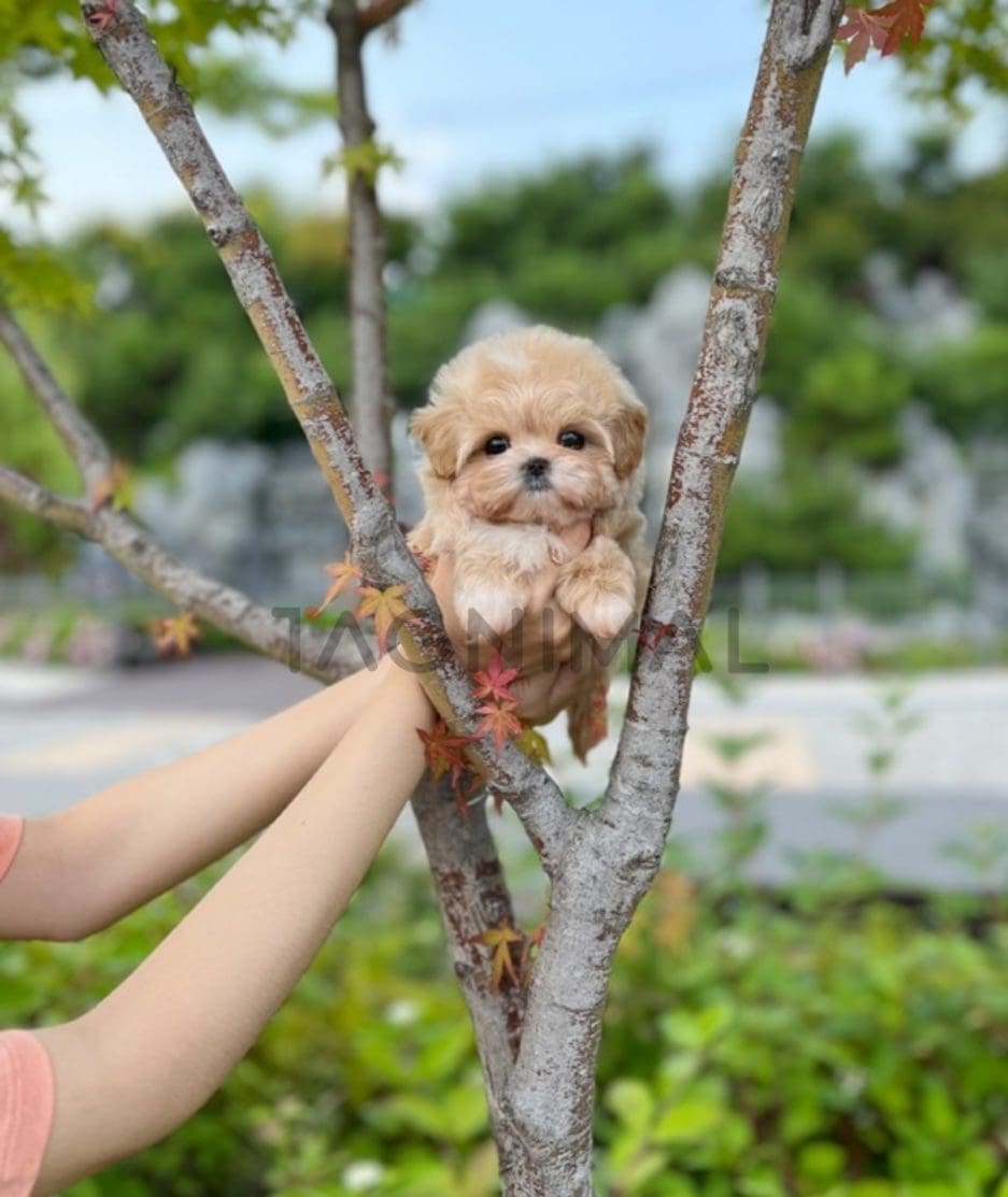 Maltipoo puppy for sale, dog for sale at Tagnimal