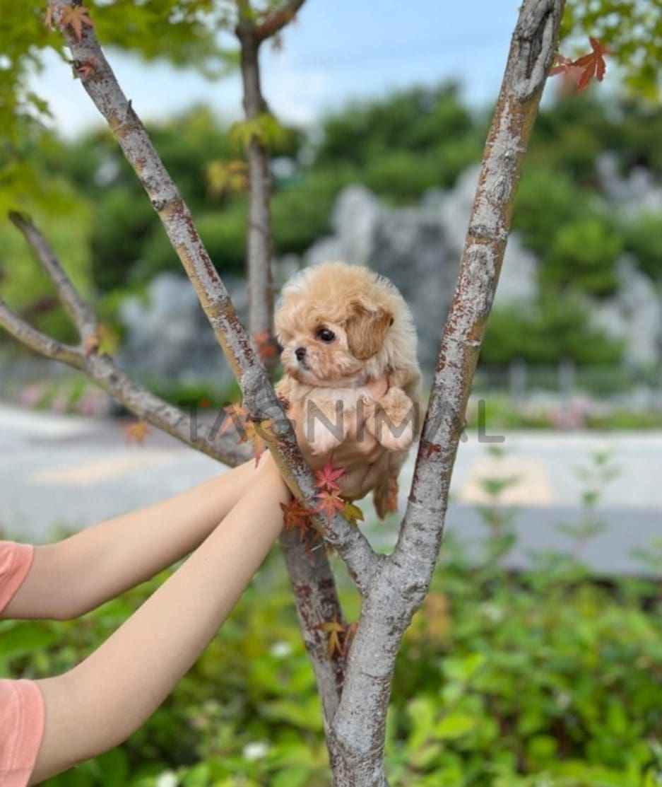 Maltipoo puppy for sale, dog for sale at Tagnimal