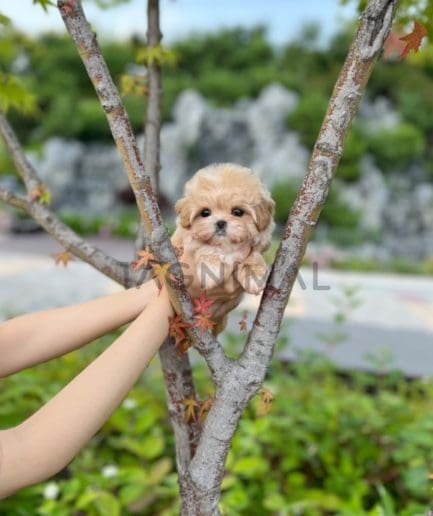 Maltipoo puppy for sale, dog for sale at Tagnimal