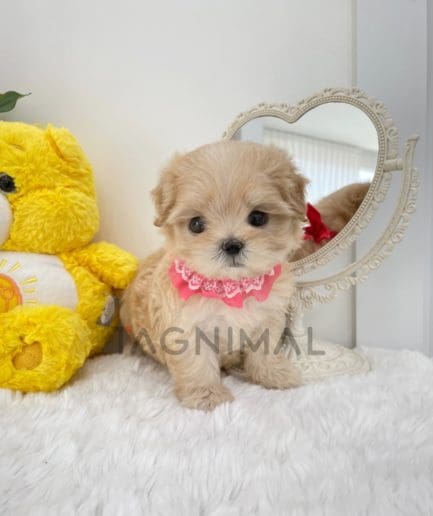 Maltipoo puppy for sale, dog for sale at Tagnimal