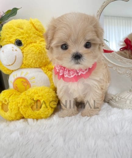 Maltipoo puppy for sale, dog for sale at Tagnimal