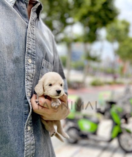 Dachshund puppy for sale, dog for sale at Tagnimal