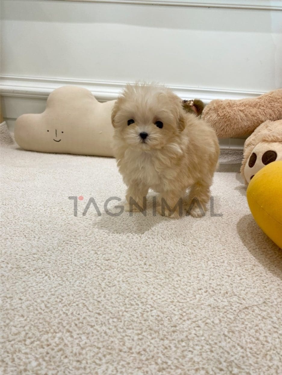 Maltipoo puppy for sale, dog for sale at Tagnimal