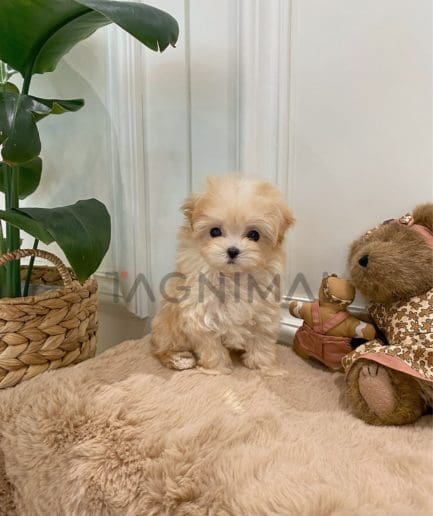 Maltipoo puppy for sale, dog for sale at Tagnimal