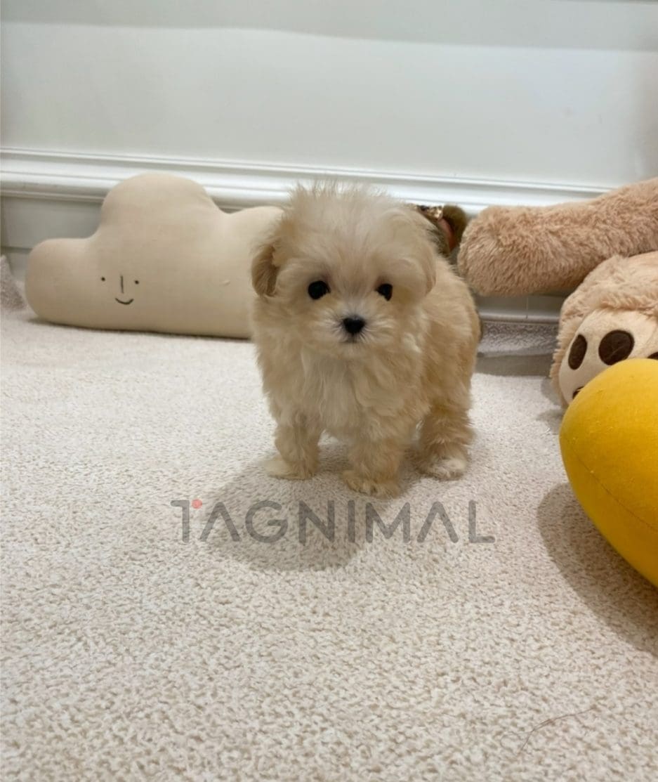 Maltipoo puppy for sale, dog for sale at Tagnimal