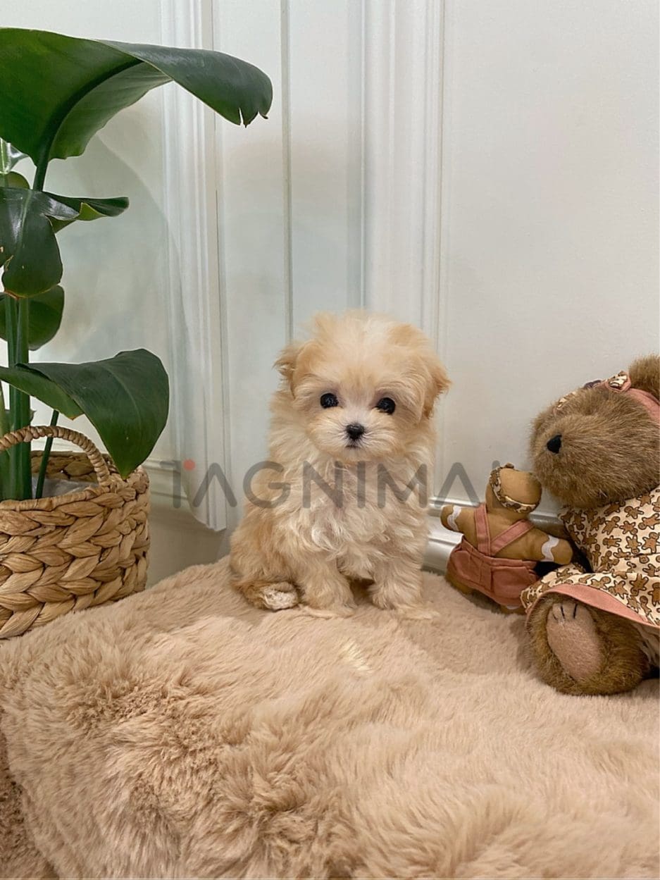 Maltipoo puppy for sale, dog for sale at Tagnimal