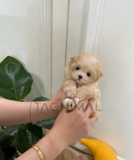 Maltipoo puppy for sale, dog for sale at Tagnimal