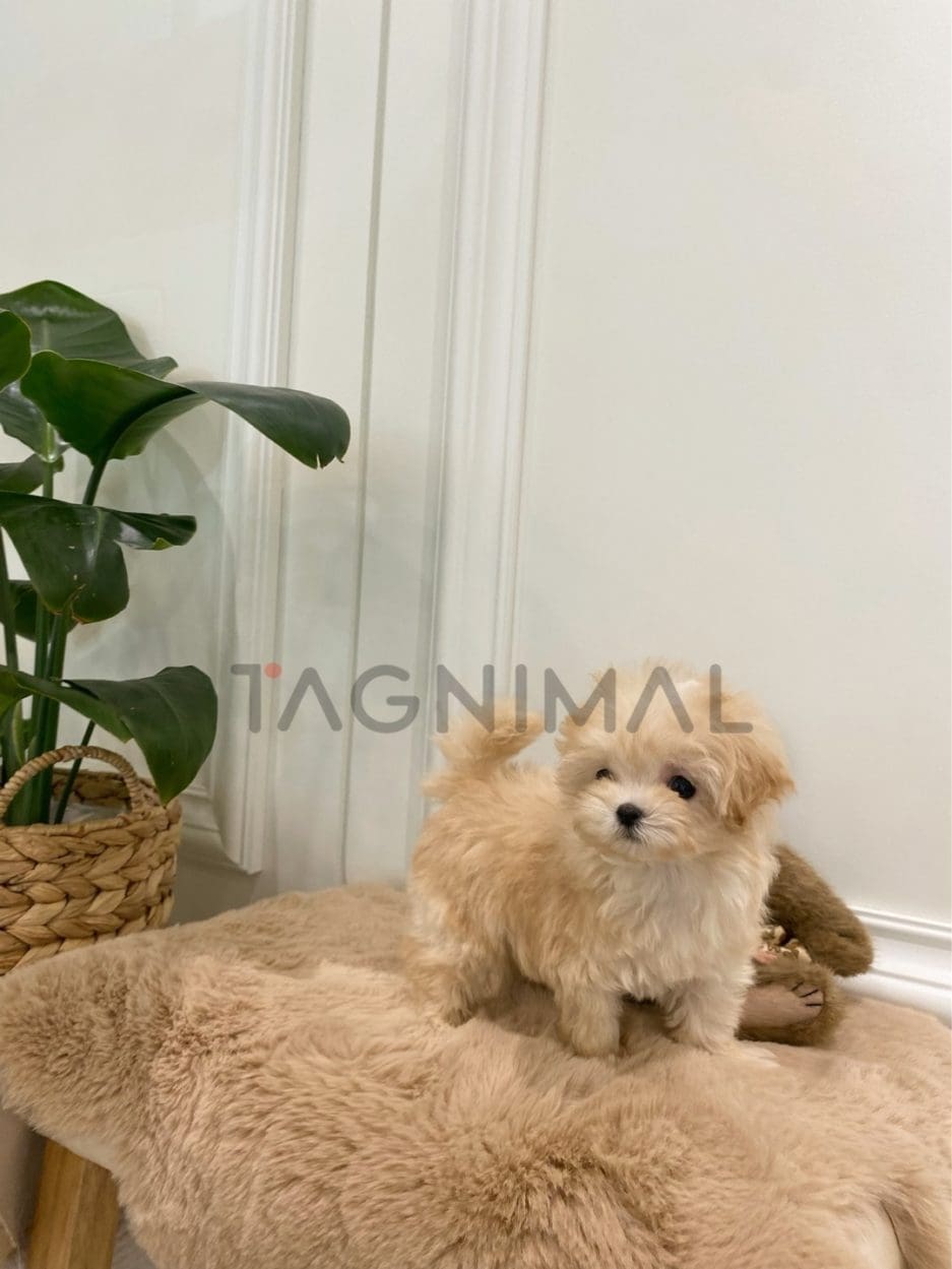 Maltipoo puppy for sale, dog for sale at Tagnimal