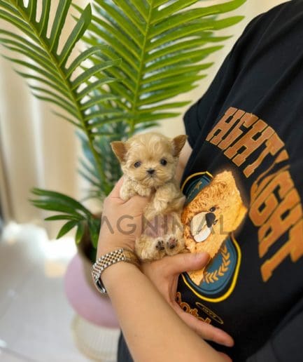 Maltipoo puppy for sale, dog for sale at Tagnimal