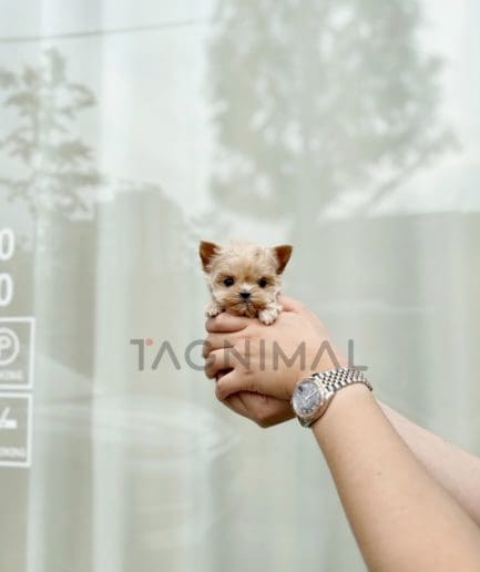 Maltipoo puppy for sale, dog for sale at Tagnimal