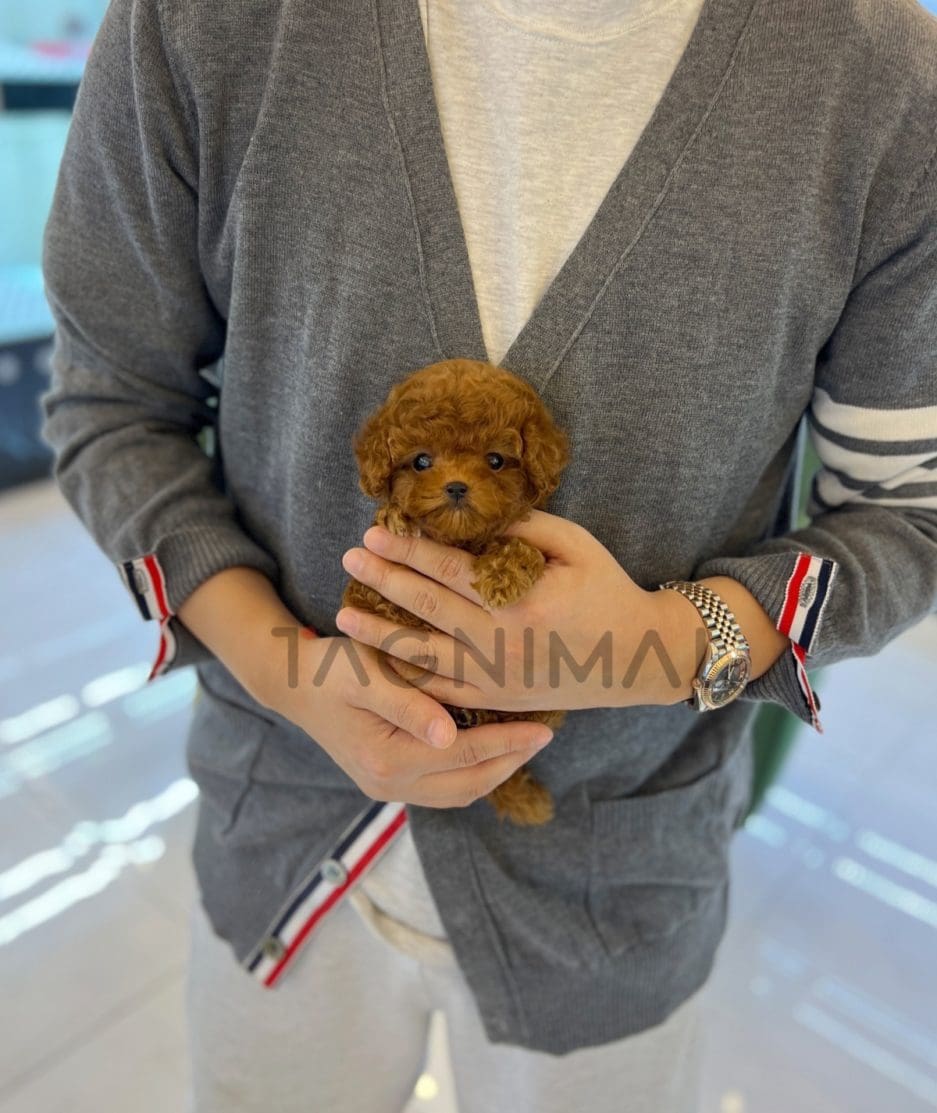 Poodle puppy for sale, dog for sale at Tagnimal