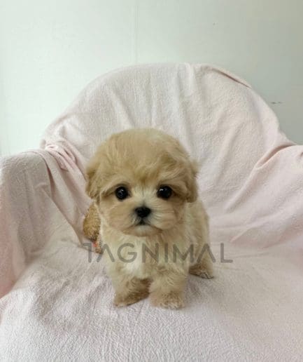 Maltipoo puppy for sale, dog for sale at Tagnimal