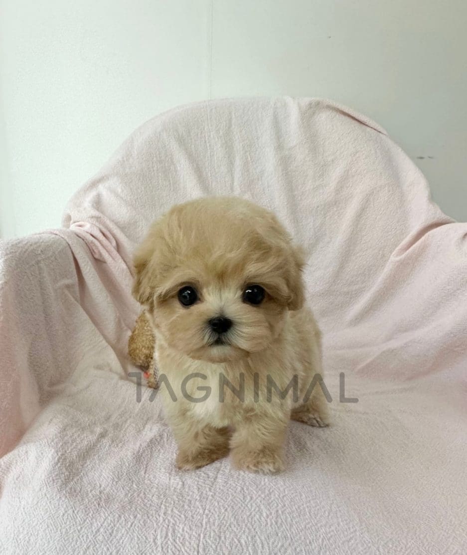 Maltipoo puppy for sale, dog for sale at Tagnimal