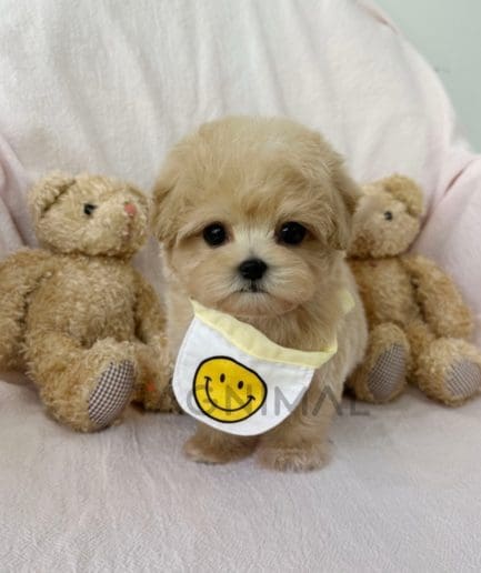 Maltipoo puppy for sale, dog for sale at Tagnimal