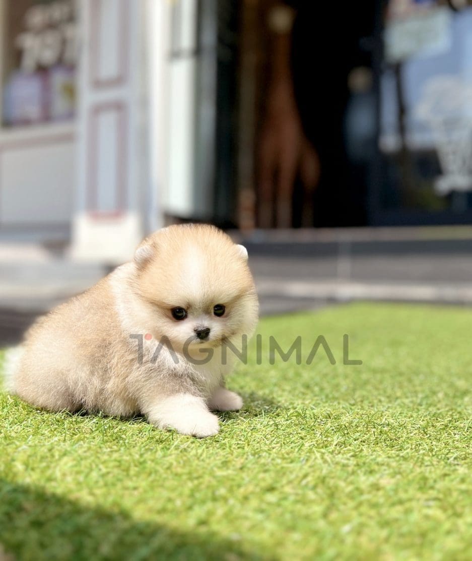 Pomeranian puppy for sale, dog for sale at Tagnimal