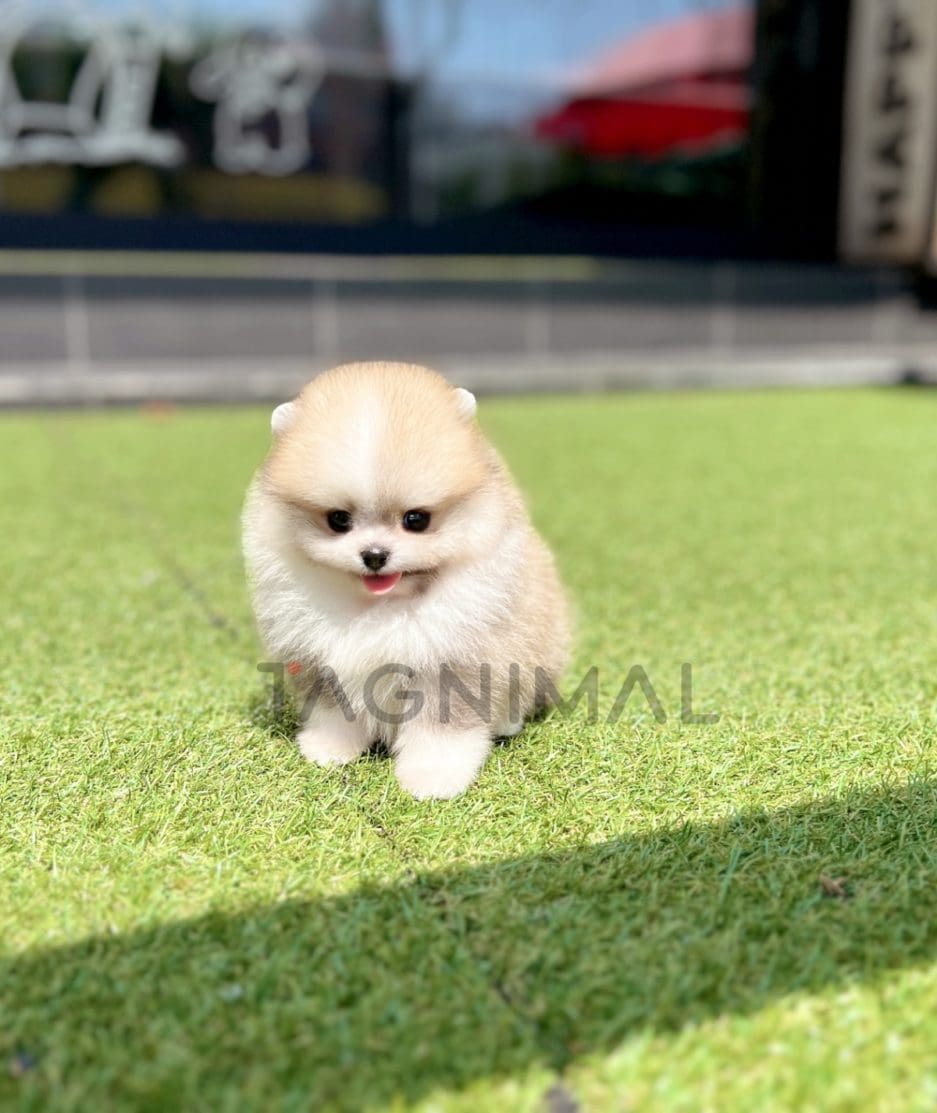 Pomeranian puppy for sale, dog for sale at Tagnimal