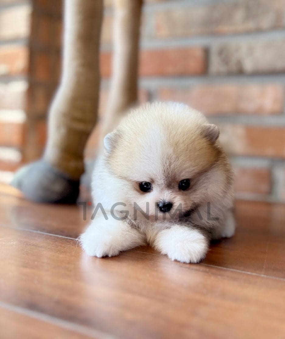 Pomeranian puppy for sale, dog for sale at Tagnimal