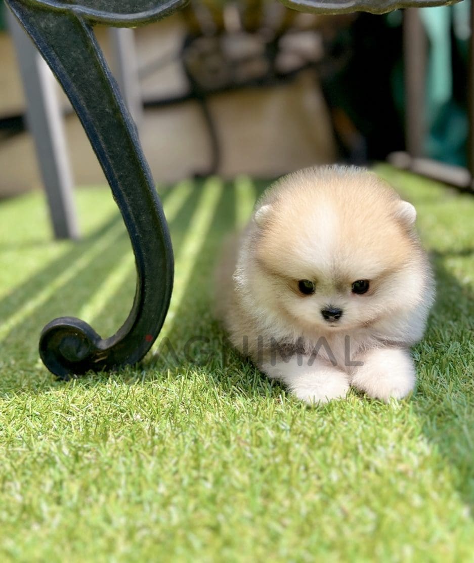 Pomeranian puppy for sale, dog for sale at Tagnimal